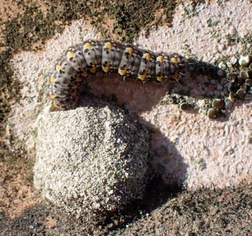 Bryophila sp.